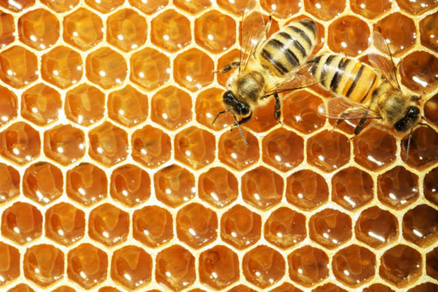 2 abejas en una colmena