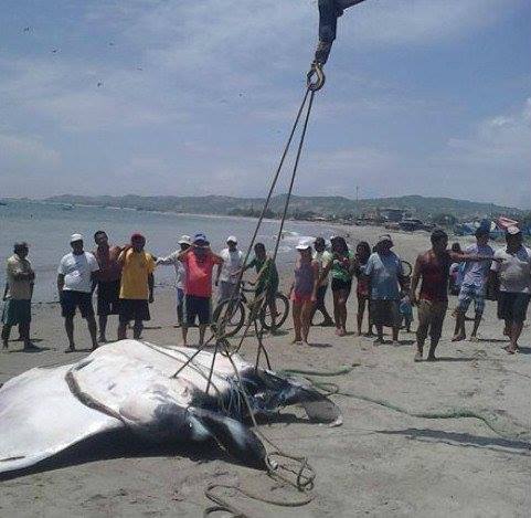 Mantarraya de mil kilos